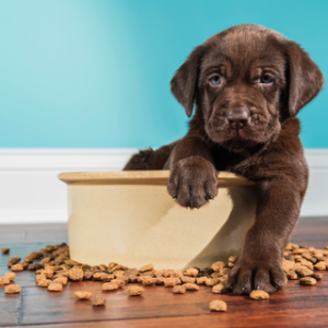 Puppy Food